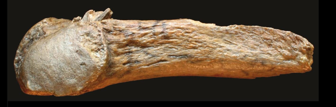 Ancient humans used mastodon bones to hunt the giant beasts