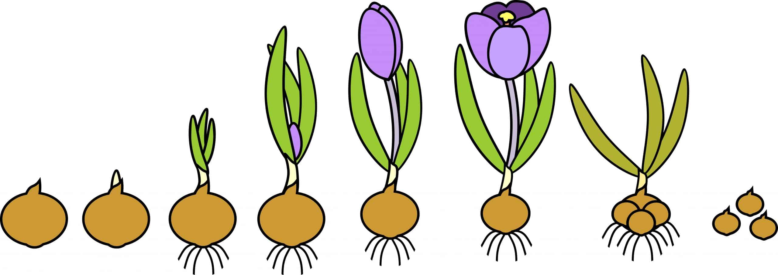 دورة نمو نبات الزعفران