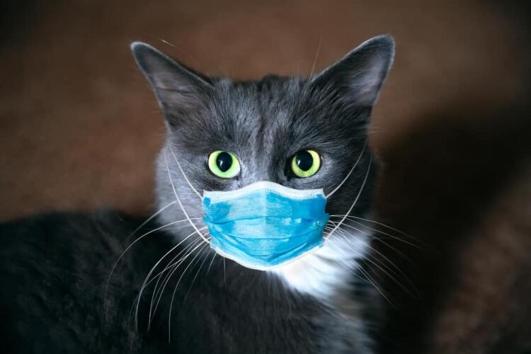 تعرّف إلى مسببات الأمراض التنفسية عند القطط وأعراضها وعلاجها