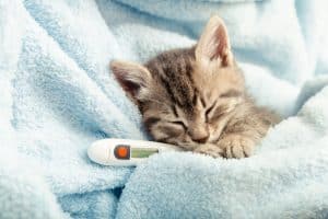 ما أسباب التهاب الرحم عند القطط وما أعراضه وعلاجه؟
