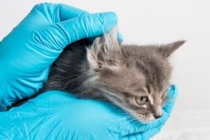 ما أسباب التهاب الأذن عند القطط وكيف يمكن علاجه في المنزل؟