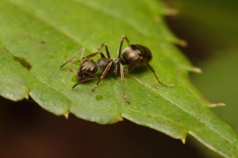 الدكتورة نملة: دراسة جديدة تظهر أن النمل قادر على اكتشاف السرطان