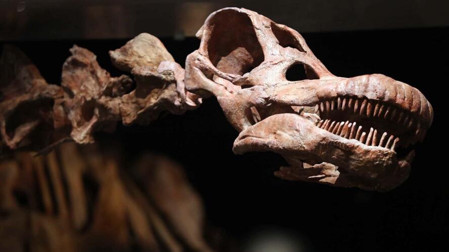 اكتشاف جديد يوضح كيفية تكاثر أكبر الديناصورات على الأرض