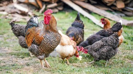 6 أشياء يجب معرفتها قبل البدء بتربية الدجاج في حديقة المنزل