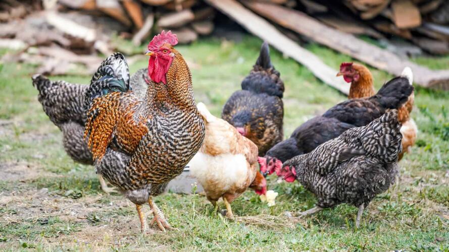 6 أشياء يجب معرفتها قبل البدء بتربية الدجاج في حديقة المنزل