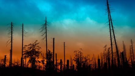 كيف يقي تخفيف كثافة الغابات من الحرائق؟