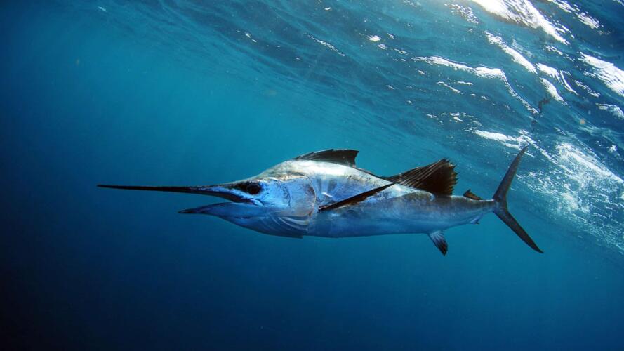 شاهد أسرع سمكة في العالم في أثناء عملية الصيد