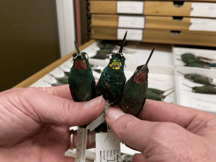This hybrid hummingbird’s colorful feathers are a genetic puzzle