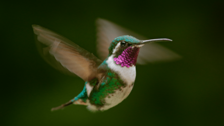 تعرف إلى اللغز الوراثي الذي يتسبب في اكتساب الطيور الطنانة ألوانها الزاهية