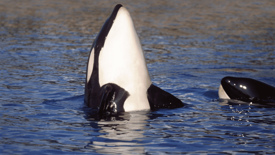 كيف تستخدم الحيتان المسنّنة أصواتها الدافئة كقوة عظمى للصيد؟