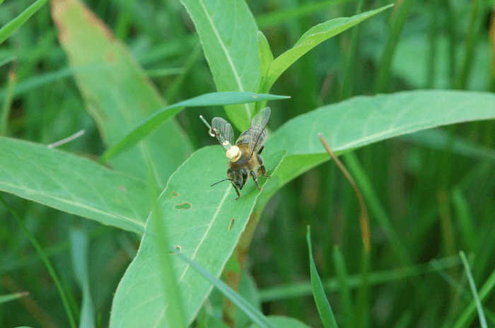 تقف نحلة عسل مع جهاز إرسال على ظهرها على أحد النباتات.