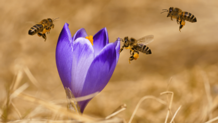 دراسة: النحل يتبع الخرائط الذهنية لبيئته للعودة إلى خلاياه
