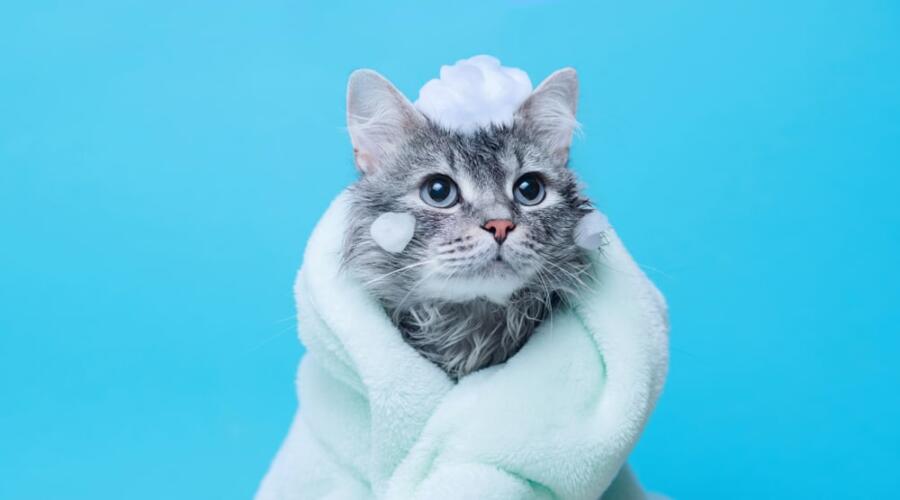 هل يمكن استخدام الشامبو العادي في حمام القطط؟