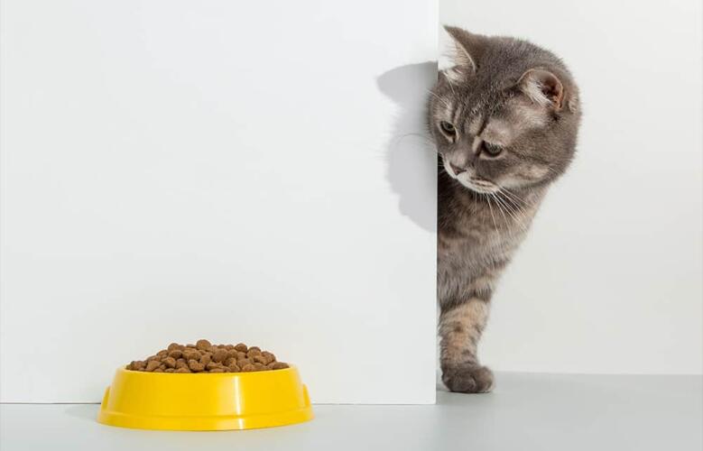 ما المُدّة التي تستطيع القطط عيشها دون طعام؟