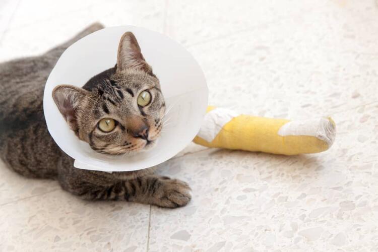 ما أعراض الكسور عند القطط وكيف يتم التعامل معها وعلاجها؟