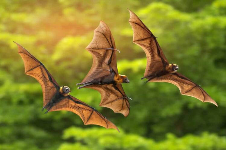هل تساعد دراسة الخفافيش على الوقاية من جائحة جديدة؟
