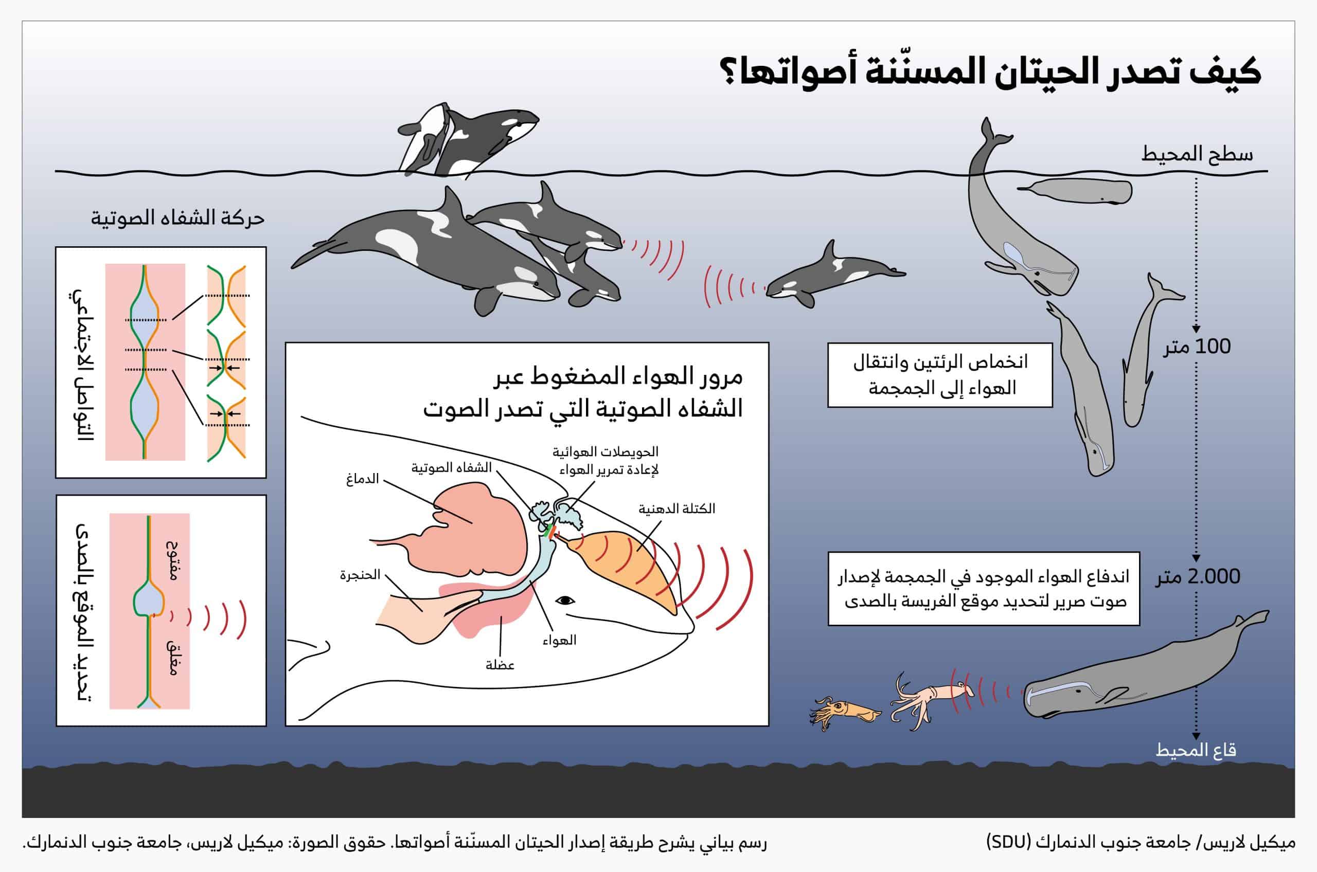 رسم بياني يشرح طريقة إصدار الحيتان المسنّنة أصواتها. حقوق الصورة: ميكيل لاريس، جامعة جنوب الدنمارك.