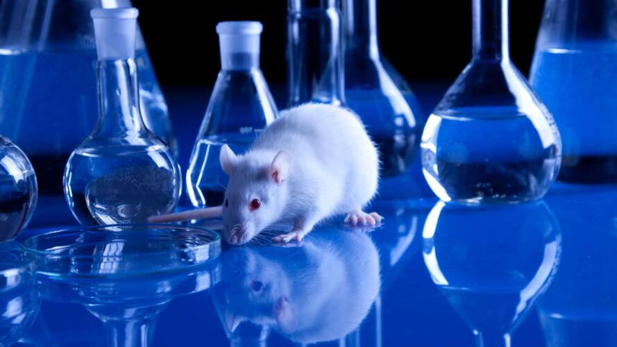 هل يمكن استخدام ألعاب الفيديو لدراسة تشكيل الذاكرة لدى الفئران؟
