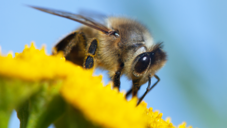 ماذا تعلّمنا أدمغة النحل النشيط عن التطور البشري؟