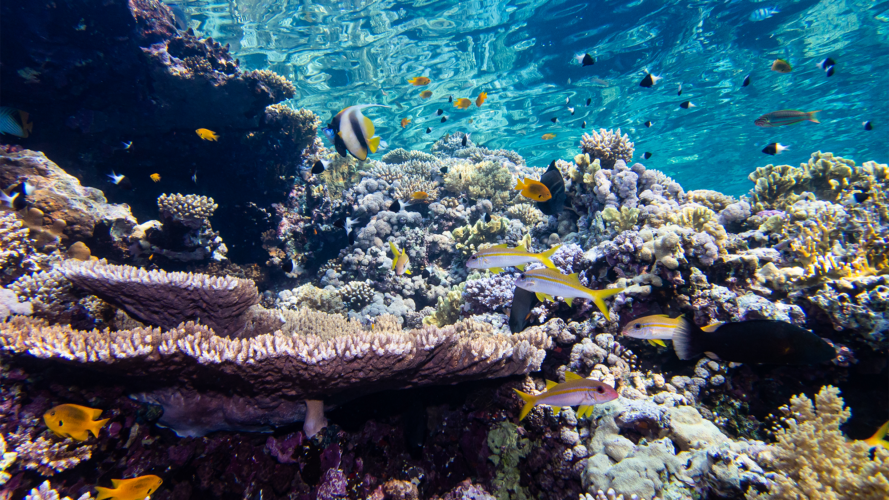 كيف يؤثر التلوث الضوئي على الشعاب المرجانية في البحر الأحمر والخليج العربي؟