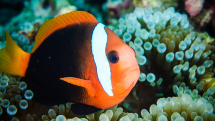 كيف تتكيف أسماك المهرج مع بيئتها عبر التعديل الجيني ؟