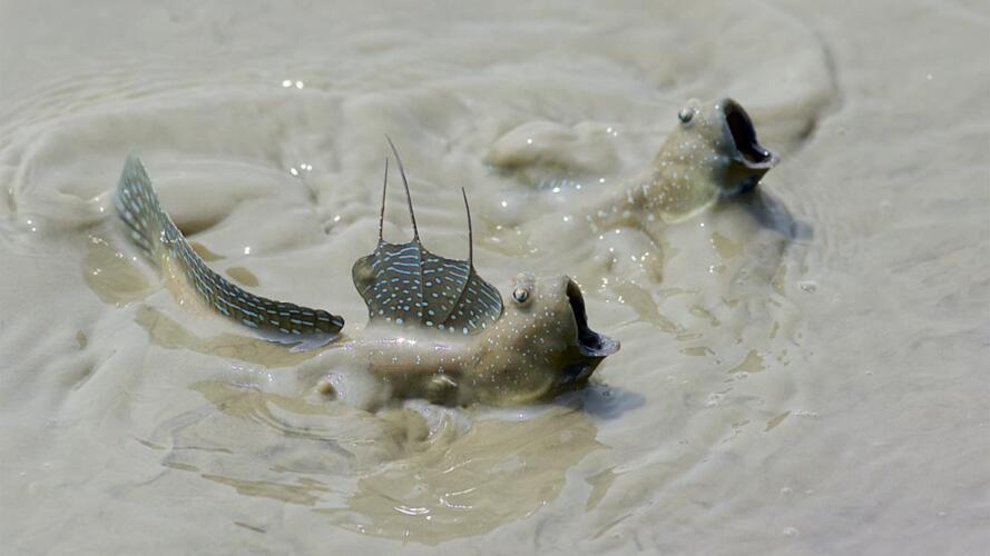 هل سمعت عن أسماك ترمش وتعيش خارج الماء؟ تعرف إلى سمكة نطاط الطين