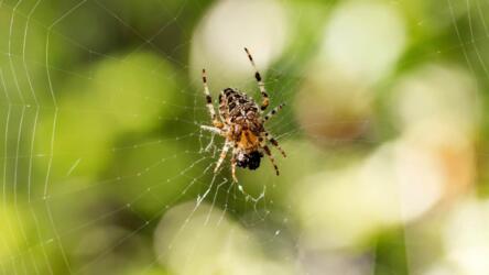 دراسة علمية تكشف سر صلابة خيوط العنكبوت