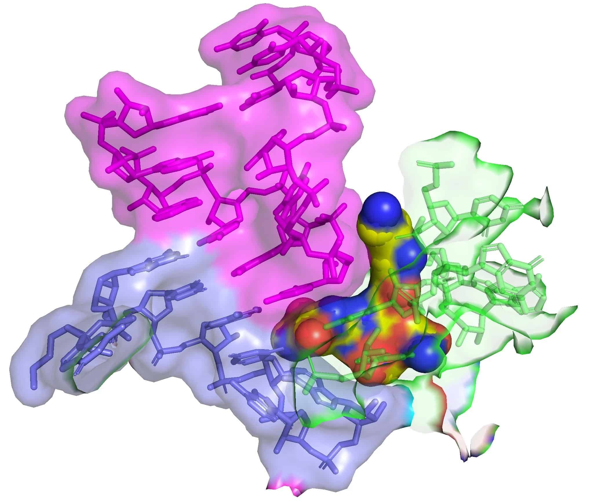 الستربتوثريسين-إف (الكرات الصفراء) المرتبط بجزيء الرنا الريبوسومي 16 إس (16S rRNA) (باللون الأخضر) الذي يعود إلى الريبوسوم البكتيري يدخل موقع فك التشفير حيث يرتبط الرنا الناقل (باللون الأرجواني) بشيفرة الرنا المرسال الوراثية (باللون الأزرق). يؤدي هذا التفاعل إلى انخفاض دقة تركيب البروتين (أخطاء في تسلسل البروتين) وموت الخلية البكتيرية. المصدر: جيمس كيربي، زوي واتسون (Zoe L .Watson) وآخرون، 2023، مجلة إي لايف.