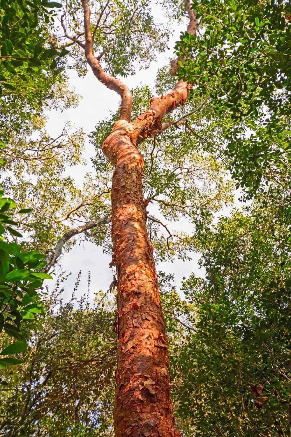 أشجار بورسيرا سيماروبا المعروفة محلياً أحياناً باسم "أشجار جيوبيه" (jiobe). ديبوزيت فوتوز