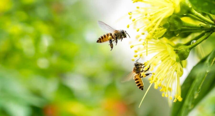 5 حقائق مذهلة عن النحل لم تكن تعرفها من قبل