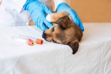 هل ستُصيب إنفلونزا الكلاب البشر قريباً؟ دراسة حديثة تُجيب