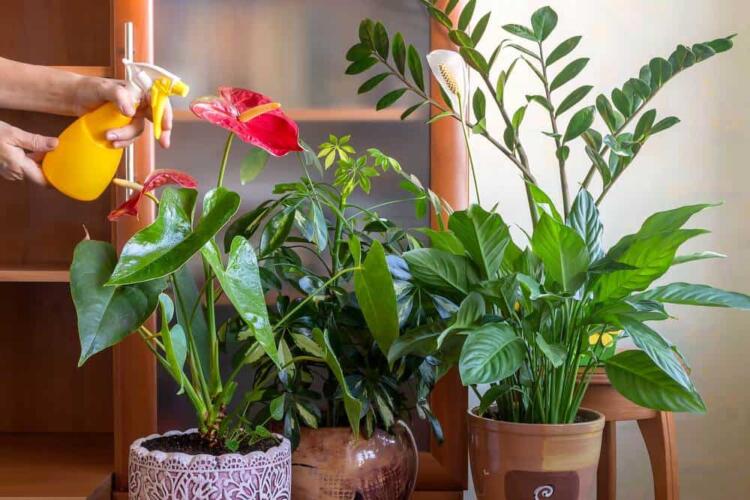 7 نباتات منزلية حساسة بحاجة عناية فائقة لتبقى حية
