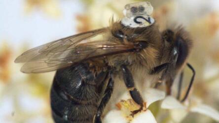 نحلة تحمل حقيبة ظهر صغيرة تُحدث ثورة في عالم الطب