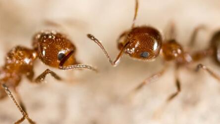 دراسة جديدة تبيّن أن أدمغة النمل تتواصل بفعالية مفاجئة