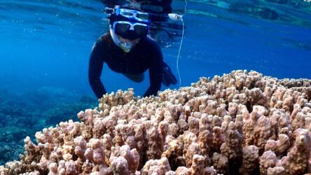 أدلة جديدة تبيّن أن المرجان يتكاثر في وضح النهار
