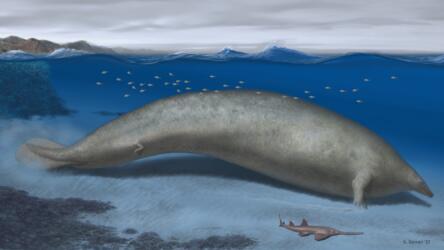 الباحثون يكتشفون نوعاً جديداً من الحيتان المنقرضة العملاقة