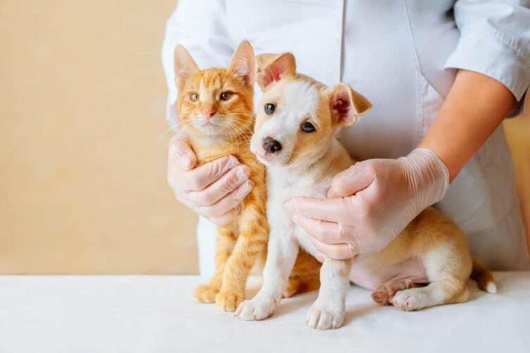 8 دورات مجانية لرعاية الحيوانات الأليفة المنزلية