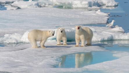 دراسة جديدة تؤكد العلاقة بين التغيّر المناخي الناجم عن البشر وتردّي حالة الدببة القطبية