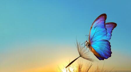 6 حقائق غريبة لا تعرفها عن الفراشات
