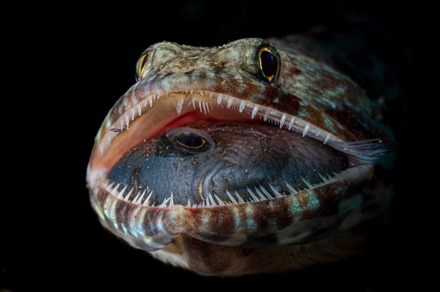 سمكة السحلية تفتح فمها كاشفة عن وجبتها الأخيرة. التُقطت الصورة في الفلبين. جاك بوكوي/جوائز مصور المحيط لعام 2023