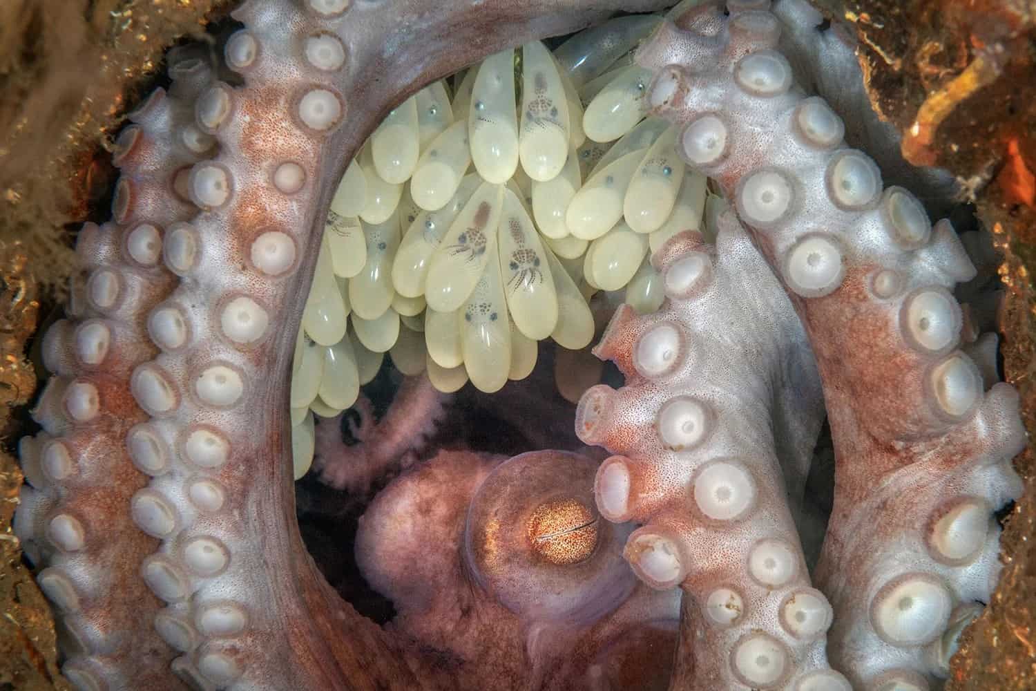 أنثى أخطبوط الشعاب المرجانية الكاريبي تختبئ مع بيوضها. التُقطت الصورة في مدينة ويست بالم بيتش، ولاية فلوريدا الأميركية. كات جو/جوائز مصور المحيط لعام 2023