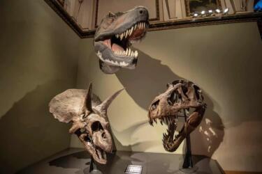 هل هيمنت الديناصورات فعلاً على الأرض؟