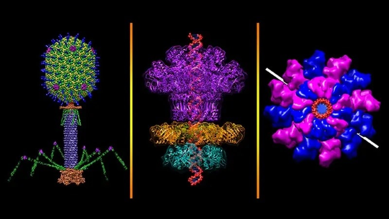 تبيّن النماذج الحاسوبية كيف تهاجم العاثيات تي 4 (في اللوحة اليسرى) بكتيريا الإشريكية القولونية، التي تعيش عادة في الجهاز الهضمي للإنسان. يبدأ غزو العاثيات تي 4 من خلال التلامس مع جدار الخلية البكتيرية وحقن الحمض النووي الفيروسي عبر ذيل الفيروس الشبيه بالأنبوب (باللون الأرجواني) في الخلية. تبقي "آلة التعبئة" (في اللوحتين الوسطى واليمنى) الموجودة بين "رأس" العاثية و"ذيلها" (نتوءات خضراء وصفراء وزرقاء) الحمض النووي المزدوج (اللوحة الوسطى، باللون الأحمر) جاهزاً للاستخدام. فيكتور باديلا-سانشيز، الجامعة الكاثوليكية الأميركية، واشنطن العاصمة.