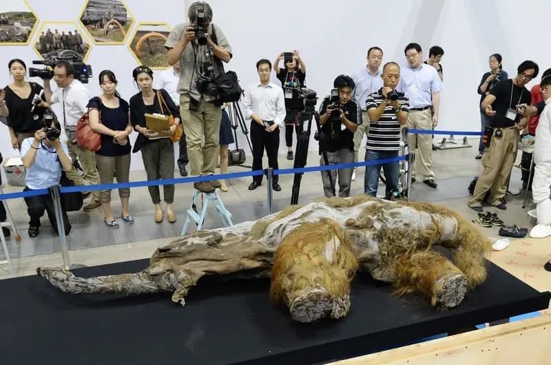 عُرضت أنثى ماموث صوفي صغيرة تُدعى "يوكا" (Yuka)، يعود تاريخها إلى 39,000 عام، وقد عُثر عليها في الأراضي المتجمدة في سيبيريا أمام وسائل الإعلام في معرض في طوكيو، اليابان، في عام 2013. كازوهيرو نوغي/ وكالة فرانس برس عن طريق غيتي إميدجيز