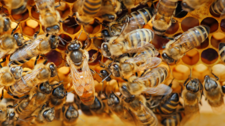 هل يتمتع نحل العسل بخصلة الإيثار مثل الأمهات؟ وما سبب ذلك؟