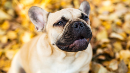 مرض تنفسي جديد يصيب الكلاب في الولايات المتحدة