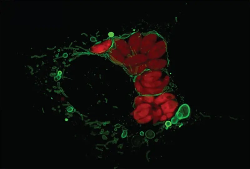 تبيّن هذه الصورة المجهرية ما يحدث عندما يصيب طفيلي المقوسة الغوندية (باللون الأحمر) خلية فأر. تتجمع متقدرة الخلية (باللون الأخضر) حول الجسم الغازي وتبدأ بإفراز الحويصلات (الفقاعات الخضراء) المصنوعة من غشائها الخارجي. يمكن أن تشكّل الحويصلات بنى معقدة ومتعددة الطبقات أحياناً. تبيّن مثل هذه التجارب إحدى الطرق المحتملة التي تطوّرت وفقها بنى الغشاء الداخلي المختلفة في وقت مبكر من تطوّر حقيقيات النوى. المصدر: لينا بيرناس