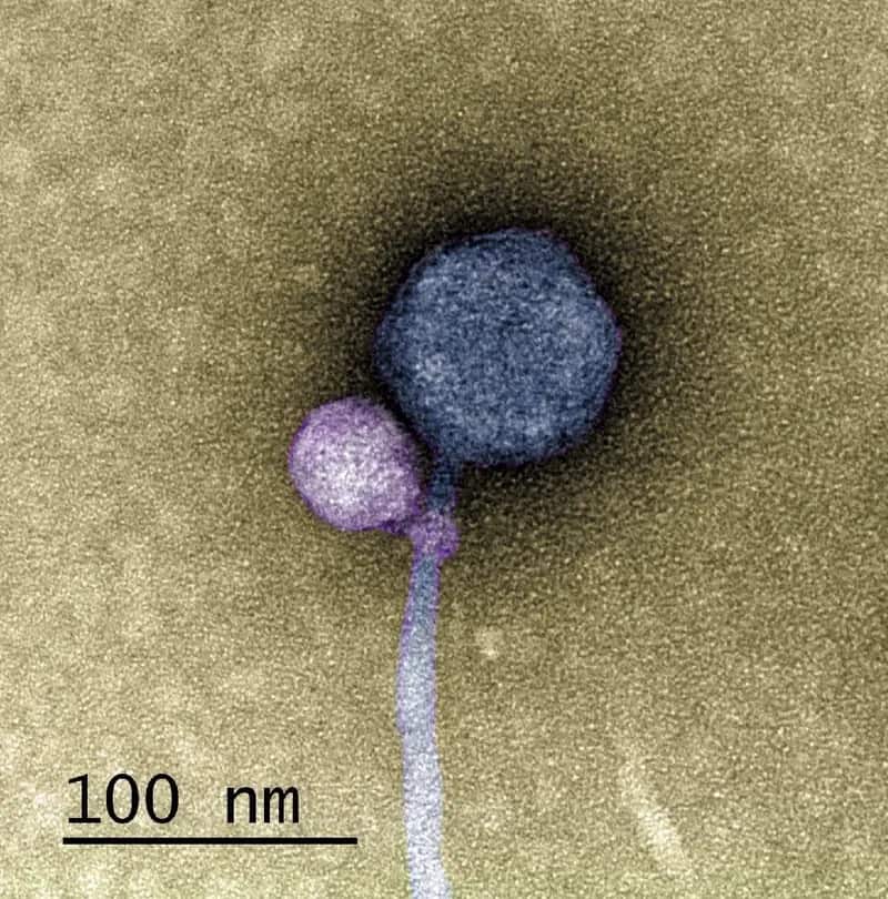 صورة ملونة للفيروس التابع المكتشف حديثاً (باللون الأرجواني) المتعلق بالفيروس الآخر المساعد. ويمثل هذا البحث أول مرة يرصد فيها العلماء فيروساً متعلّقاً بفيروس آخر. المصدر: تاجيد دي كارفالو