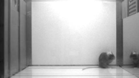 هل تستطيع الفئران التعرّف على نفسها في المرآة مثل الإنسان؟ دراسة حديثة تجيب