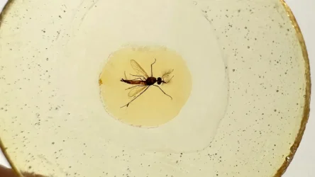 دراسة جديدة تبيّن أن ذكور البعوض كانوا قادرين على مصّ الدم قبل ملايين السنين
